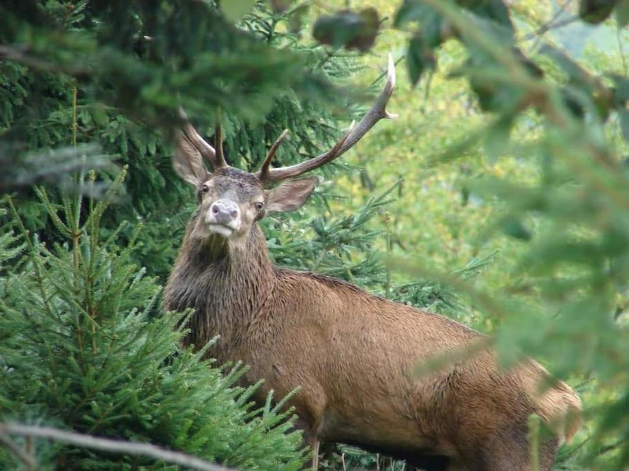 Gite Forestier Du Moulin Raon-sur-Plaine Exteriér fotografie