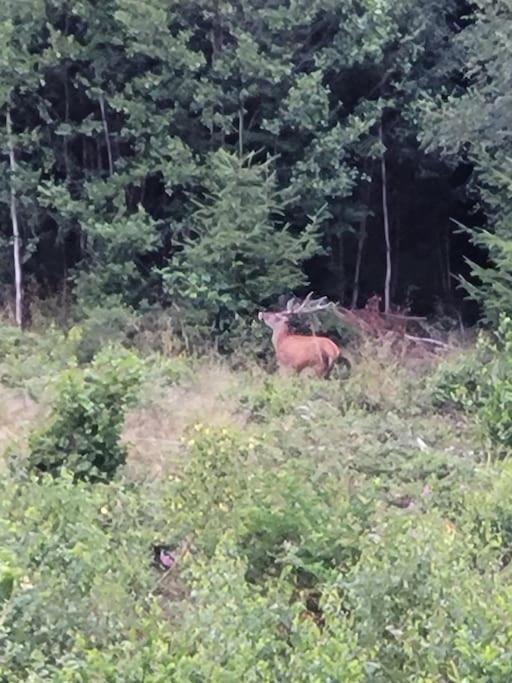 Gite Forestier Du Moulin Raon-sur-Plaine Exteriér fotografie